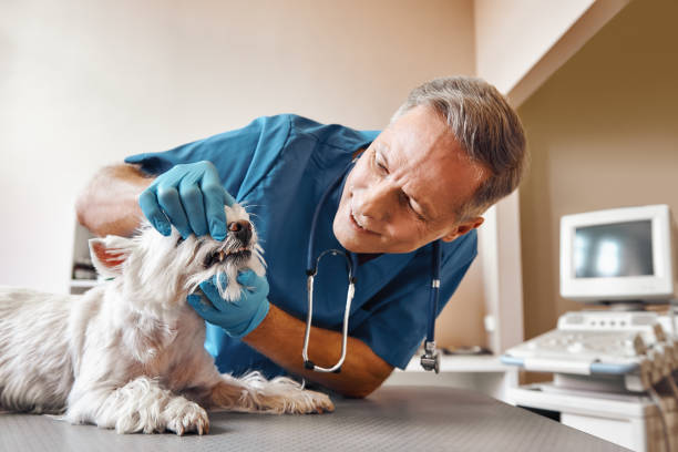 Best Mobile Emergency Dentist in Plains, TX